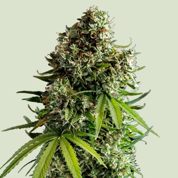 Royal Queen Seeds NYC Sour D Autoflower 3pk