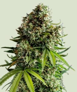 Royal Queen Seeds NYC Sour D Autoflower 3pk