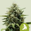 Royal Queen Seeds Fat Banana Autoflower 3pk