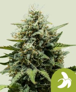 Royal Queen Seeds Fat Banana Autoflower 3pk