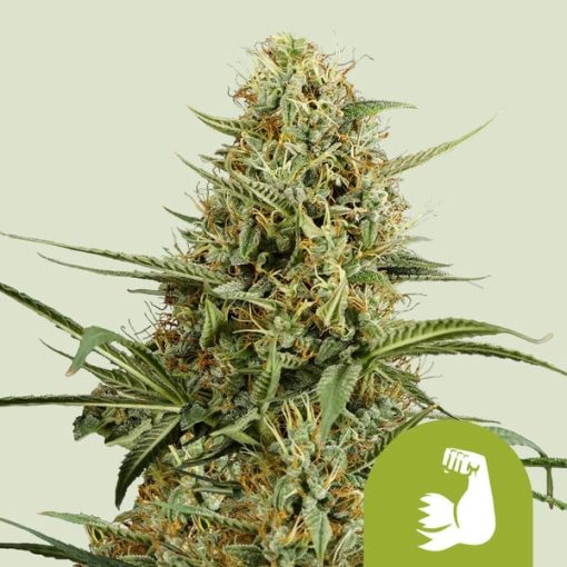 Royal Queen Seeds Hulkberry Autoflower 3pk