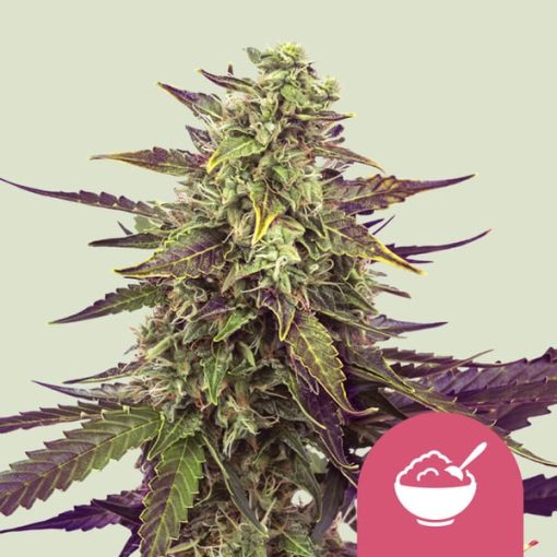 Royal Queen Seeds Cereal Milk Feminized 3pk