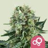 Royal Queen Seeds Bubble Kush Feminized 3pk