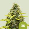 Royal Queen Seeds Royal Runtz Autoflower 3pk