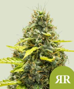Royal Queen Seeds Royal Runtz Autoflower 3pk