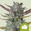 Royal Queen Seeds Purple Punch Autoflower 3pk