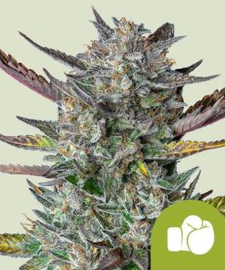 Royal Queen Seeds Purple Punch Autoflower 3pk