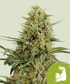 Royal Queen Seeds Hulkberry Autoflower 3pk