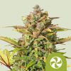 Royal Queen Seeds Sweet ZZ Autoflower 3pk
