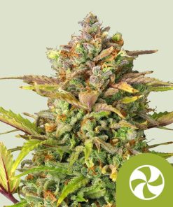 Royal Queen Seeds Sweet ZZ Autoflower 3pk