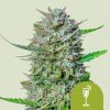 Royal Queen Seeds Mimosa Autoflower 3pk