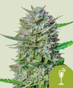 Royal Queen Seeds Mimosa Autoflower 3pk