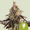 Royal Queen Seeds Cookies Gelato Autoflower 3pk