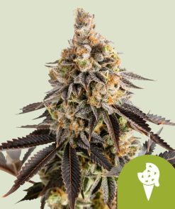 Royal Queen Seeds Cookies Gelato Autoflower 3pk
