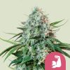 Royal Queen Seeds Hulkberry Feminized 3pk