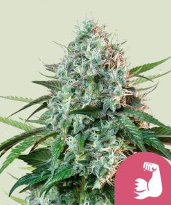 Royal Queen Seeds Hulkberry Feminized 3pk