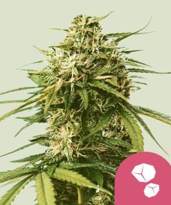 Royal Queen Seeds Gushers Feminized 3pk