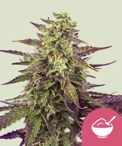 Royal Queen Seeds Cereal Milk Feminized 3pk