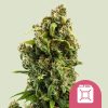 Royal Queen Seeds Sour Diesel Feminized 3pk