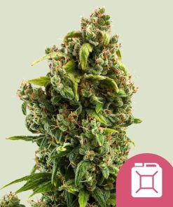 Royal Queen Seeds Sour Diesel Feminized 3pk