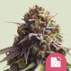 Royal Queen Seeds Biscotti Feminized 3pk