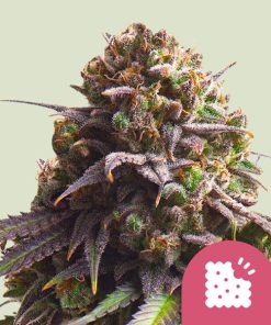 Royal Queen Seeds Biscotti Feminized 3pk