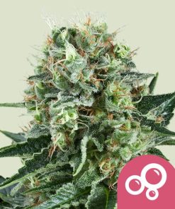 Royal Queen Seeds Bubble Kush Feminized 3pk