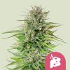 Royal Queen Seeds Blue Cheese Feminized 3pk