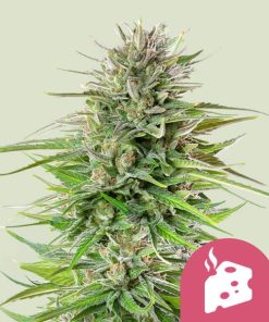 Royal Queen Seeds Blue Cheese Feminized 3pk