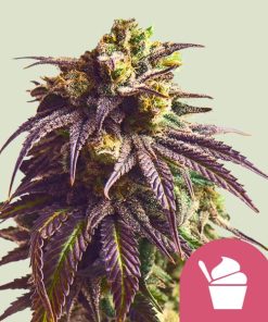 Royal Queen Seeds Sundae Driver Feminized 3pk