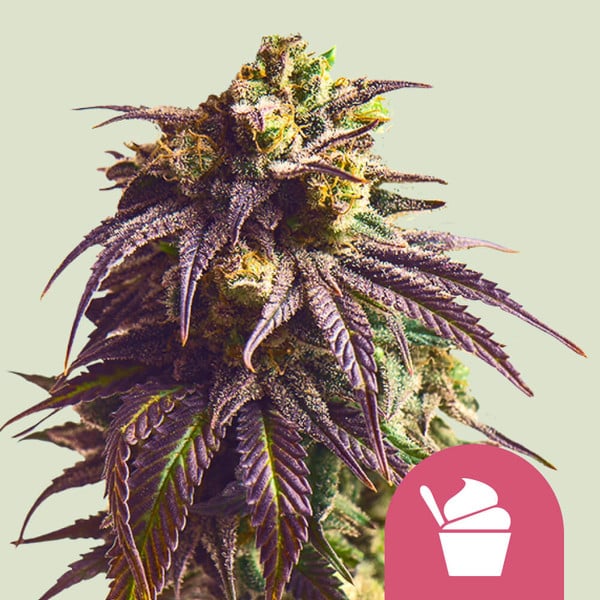 Royal Queen Seeds Sundae Driver Feminized 3pk