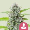 Royal Queen Seeds El Patron Feminized 3pk