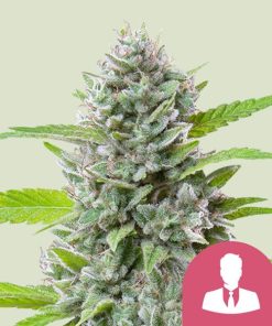 Royal Queen Seeds El Patron Feminized 3pk